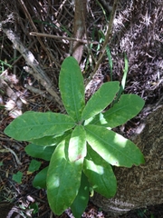 Pittosporum ralphii