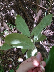 Pittosporum ralphii