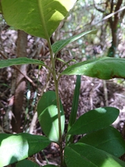 Pittosporum ralphii