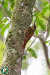 Lepidocolaptes squamatus