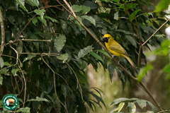 Caryothraustes canadensis