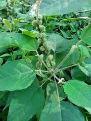 Croton lachnostachyus