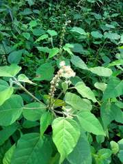 Croton lachnostachyus