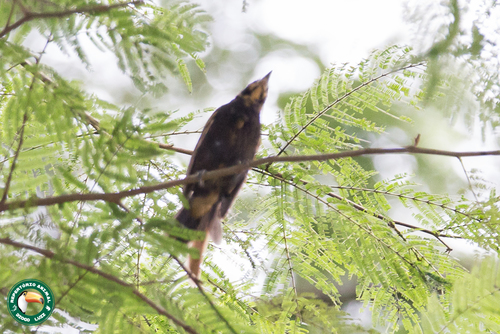 Flame-crested Tanager (Loriotus cristatus), photo 6