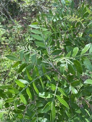 Rhus copallina image