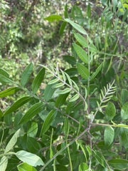 Rhus copallina image