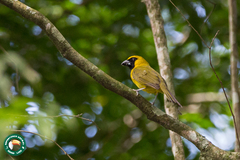Caryothraustes canadensis