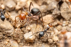 Myrmecocystus melliger