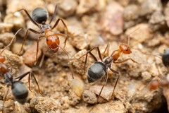 Myrmecocystus melliger