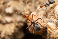Myrmecocystus melliger