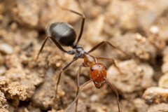 Myrmecocystus melliger