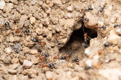 Myrmecocystus melliger