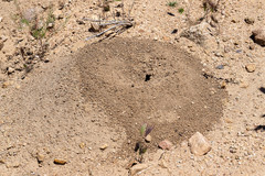 Myrmecocystus melliger