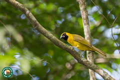 Caryothraustes canadensis