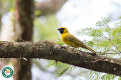 Caryothraustes canadensis