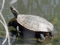 Chrysemys picta bellii