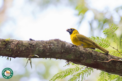 Caryothraustes canadensis