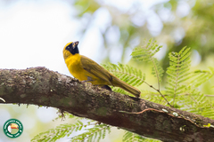Caryothraustes canadensis