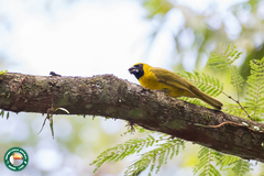 Caryothraustes canadensis