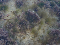 Amphiroa anceps