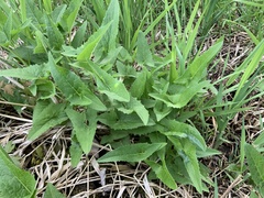 Hasteola suaveolens