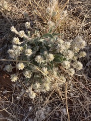 Gomphrena caespitosa