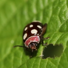 Alagoasa trifasciata