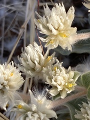 Gomphrena caespitosa