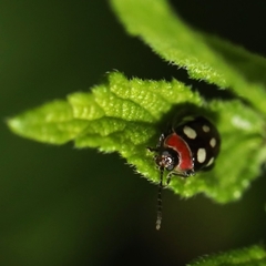 Alagoasa trifasciata