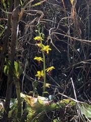 Calanthe tricarinata