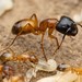 Tanaemyrmex - Photo (c) Jake N., some rights reserved (CC BY), uploaded by Jake N.