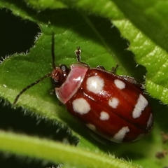 Alagoasa trifasciata