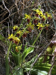 Calanthe tricarinata
