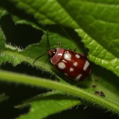 Alagoasa trifasciata