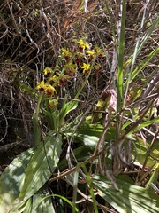 Calanthe tricarinata