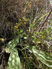 Calanthe tricarinata
