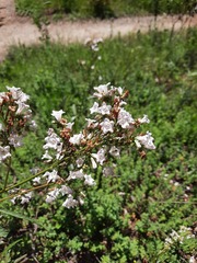 Eriodictyon californicum