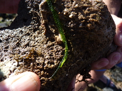 Chaetomorpha coliformis