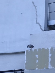 Nycticorax nycticorax