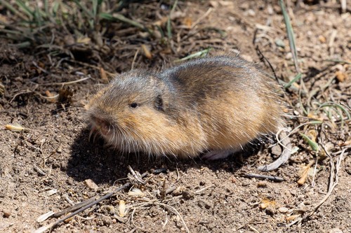Fulvus Pocket Gopher