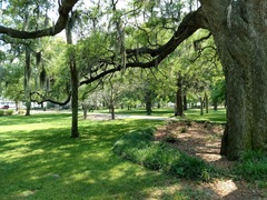 Tillandsia usneoides