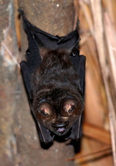 Hipposideros beatus