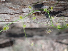 Drosera pallida