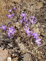 Brodiaea minor