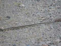 Bothrops ammodytoides