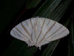 Urapteroides astheniata