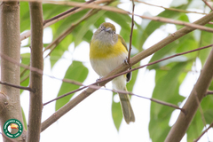 Hylophilus thoracicus