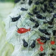 Uroleucon verbesinae