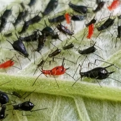 Uroleucon verbesinae