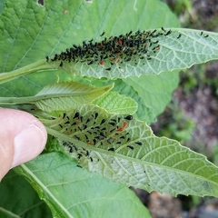 Uroleucon verbesinae
